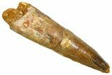 Fossil Spinosaurus Tooth - Feeding Worn Tooth #370736-1